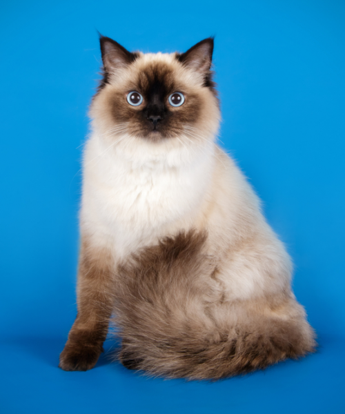 blue point ragdoll kitten for sale