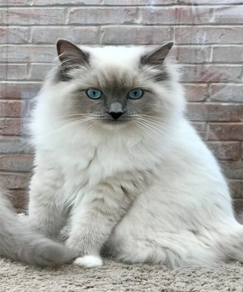 Blue Mitted Ragdoll_about