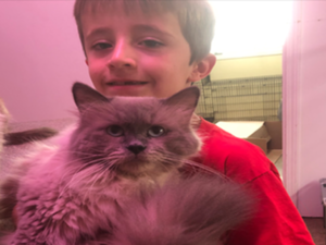 How to Discover Your Perfect Ragdoll Cat? | Ragdoll Kittens for Sale in