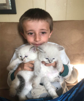 Blue Mitted Ragdoll: Everything You Need to Know About This Stunning