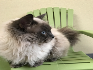 Inside the World of Ragdoll Kittens: Breeding, Genetics, and