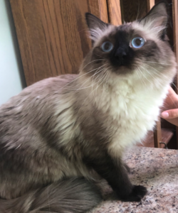 The Ultimate Guide to Choosing Your Perfect Ragdoll Kitten Ragdoll
