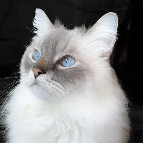 ragdoll kittens
